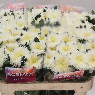Freshy Deco Chrysanthemum Chrysant “Etrusko White” | Kleur: Wit | Lengte ± 70 centimeter | Per 10 verse bloemen