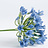 Agapanthus (African Lily)