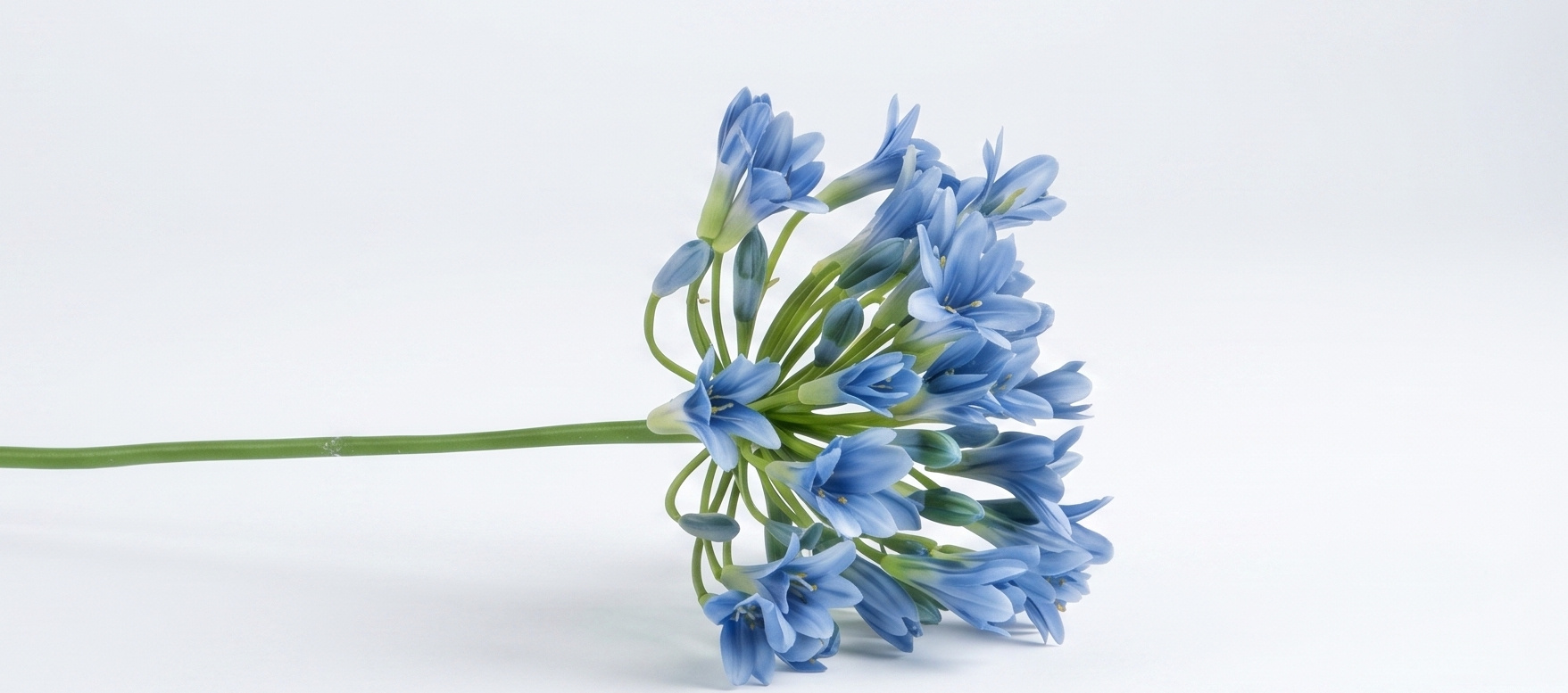 Agapanthus: Mediterrane Kunstlelie | MyFlowers.shop
