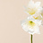 Amaryllis