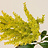 Astilbe