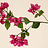 Bougainvillea