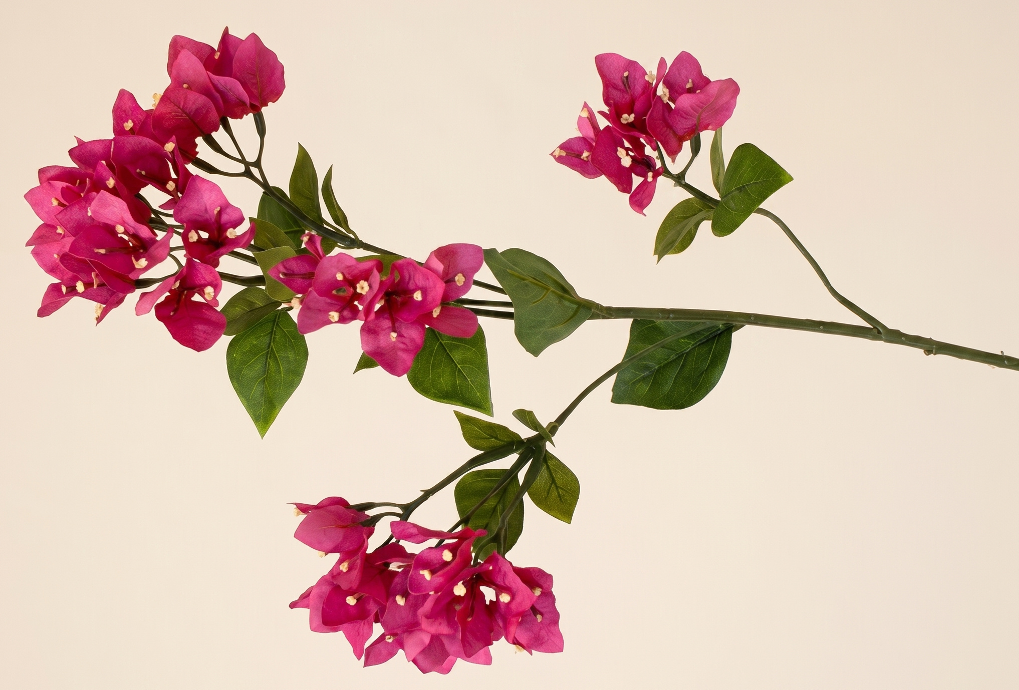 Bougainvillea: Mediterrane Sfeer | MyFlowers.shop