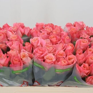 Freshy Rosa Miss Piggy