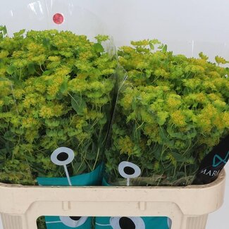 Freshy Bupleurum Rotundifolium Goudscherm | Kleur: Geel | Lengte ± 70 centimeter | Per 25 verse bloemen