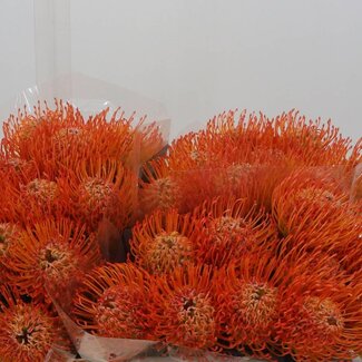 Freshy Nutans Ayoba Sun