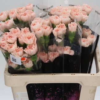 Freshy Korte Anjer “Novia” | Kleur: Roze | Lengte ± 55 centimeter | Per 20 verse bloemen