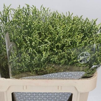 Freshy Limonium Sin China Lemon