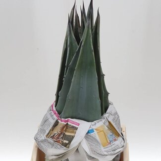 Freshy Agave Blad | Kleur: Groen | Lengte 50 centimeter | Per 5 bladeren