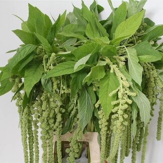 Freshy Amaranthus Caudatus Queue de chat “Cycloop” | Couleur: Vert | Longueur ± 80 centimeter | Par 10 fleurs fraîches