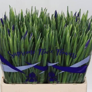 Freshy Iris Blue Magic