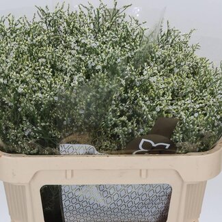 Freshy Limonium Sin Clear Diamon