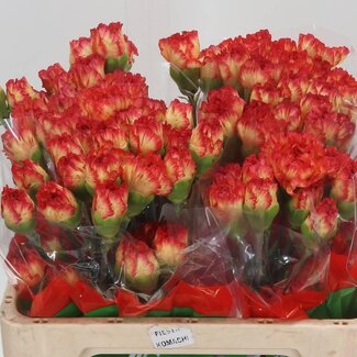 Freshy Anjer Kort Zenit