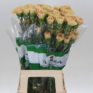 Freshy Anjer Lang Ambar