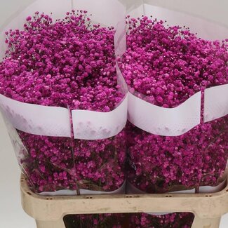 Freshy Gyps Kleurbehandeld Cerise