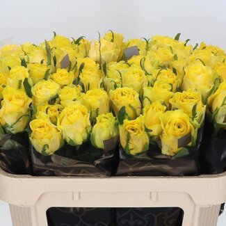 Freshy Rozen “Golden Smile” | Kleur: Geel | Lengte ± 70 centimeter | Per 20 rozen