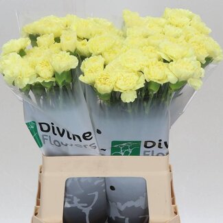 Freshy Hollandse Anjer “Kiro” | Kleur: Geel | Lengte ± 60 centimeter | Per 20 verse bloemen