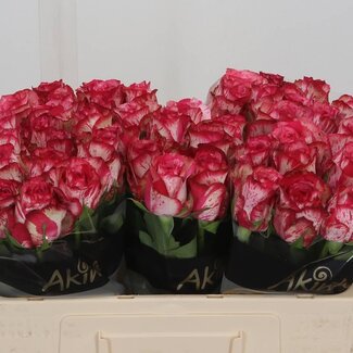 Freshy Rozen “Barracuda” | Kleur: Roze | Lengte ± 50 centimeter | Per 20 rozen