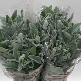 Freshy Stachys Byzantina Ezelsoor | Kleur: Groen | Lengte ± 50 centimeter | Gewicht 200 gram | Per 5 bossen