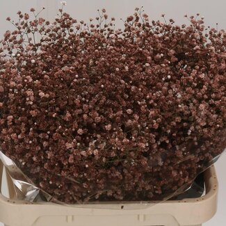 Freshy Gyps Kleurbehandeld Cappucinno