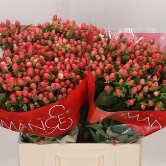 Freshy Hypericum Sweet Romance