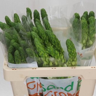 Freshy Ornithogalum Thy Milky Way