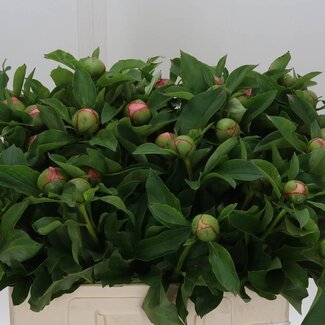 Freshy Paeonia Soft Salmon Saucer