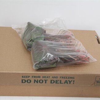 Freshy Galax Urceolata Large | Kleur: Groen | Lengte ± 30 centimeter | Per 10 bossen