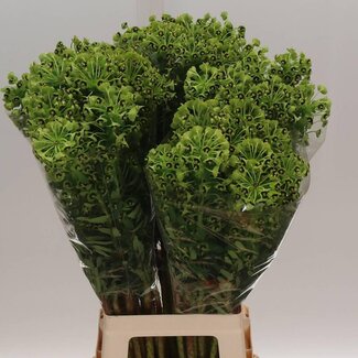 Freshy Euphorbia Ch Black Pearl