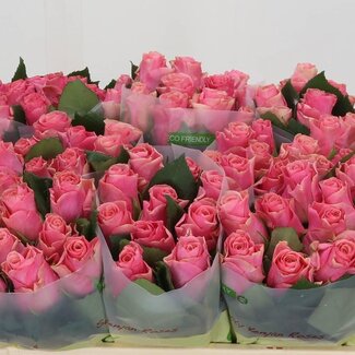 Freshy Rosa Light Pink Tacazzi