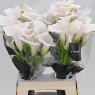 Freshy Zantedeschia Sweet Art