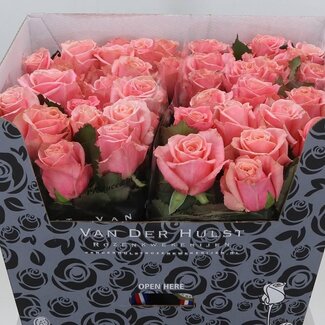 Freshy Rozen “Adele” | Kleur: Roze | Lengte ± 70 centimeter | Per 20 rozen