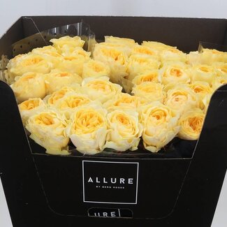 Freshy Rosa Buttercup Allure