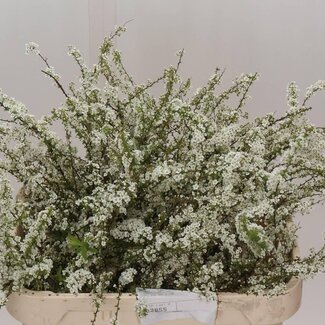 Freshy Spiraea C Grefsheim Bio