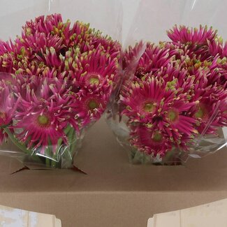 Freshy Gerbera * Pastini Milazzo x25