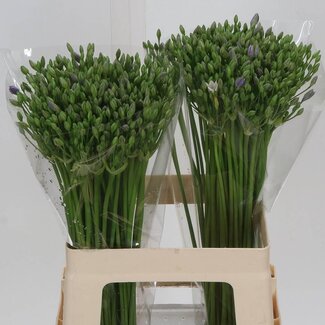 Freshy Triteleia (brodea) Twin Sisters