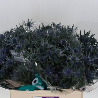 Freshy Eryngium “Orion Qstar” Kruisdistel | Kleur: Paars | Lengte ± 60 centimeter | Per 10 verse bloemen