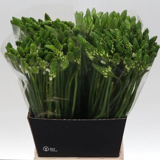 Freshy Ornithogalum Thyrsoides