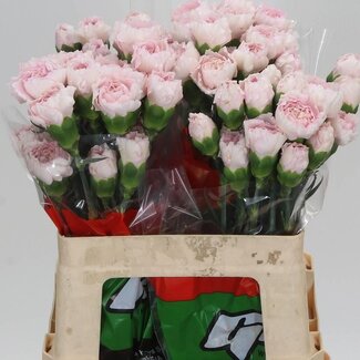 Freshy Anjer Kort Bridal Damascus