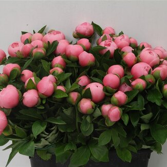 Freshy Paeonia L Etched Salmon 55cm