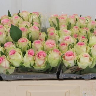 Freshy Rosa Fashion Girl