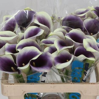 Freshy Zantedeschia Capt Ranomi