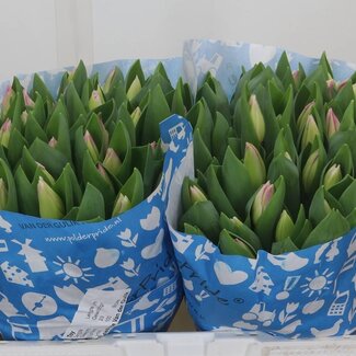 Freshy Tulp enkel Toy