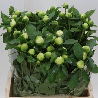 Freshy Paeonia L Duches D Nemo