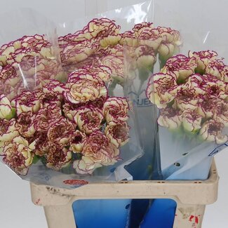 Freshy Anjer Hollands Flounder