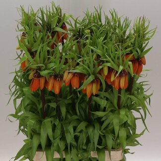 Freshy Fritillaria Im Orange Beaut