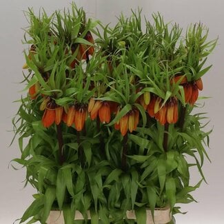 Freshy Fritillaria Imperialis Keizerskroon “Orange Beauty” | Kleur: Oranje | Lengte ± 75 centimeter | Per 5 verse bloemen
