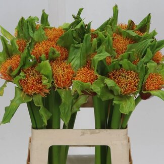Freshy Scadoxus P Blitz