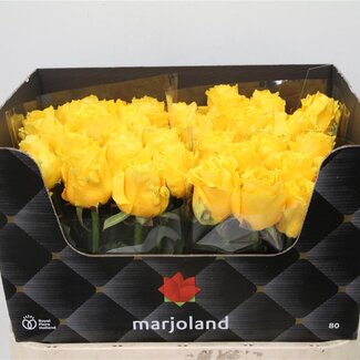 Freshy Rosa Palmares X L