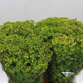 Freshy Euphorbia X Martinii Wolfsmelk | Kleur: Groen | Lengte ± 65 centimeter | Per 50 verse stelen
